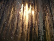 200801-Berti Geburtstag-Fruehling024